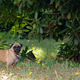 Illustration for article titled Shooting Challenge Pets Gallery 3